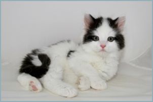 Male Siberian Kitten from Deedlebug Siberians